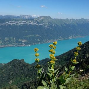 04 Schynige Platte 01 (1) 04 Schynige Platte 01 (1)