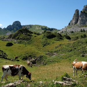 04 Schynige Platte 01 (3) 04 Schynige Platte 01 (3)