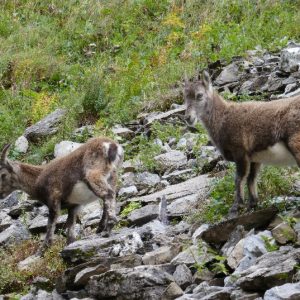 56-Lacs Laouchets (20) 56-Lacs Laouchets (20)