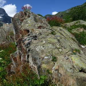 Bel oiseau (1) Bel oiseau (1)