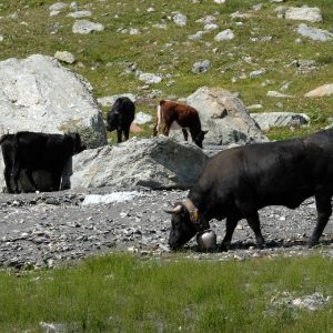 Cabane Moiry (12) Cabane Moiry (12)