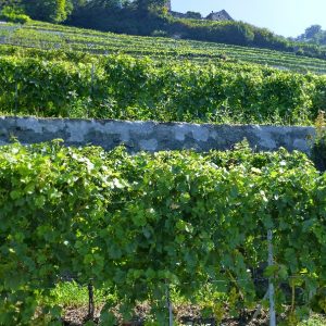 Chemin vignes Epesses a St-Saphorin (03)1 Chemin vignes Epesses a St-Saphorin (03)1
