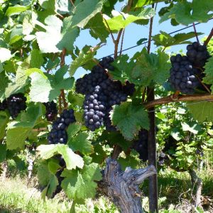 Chemin vignes Epesses a St-Saphorin (5)1 Chemin vignes Epesses a St-Saphorin (5)1
