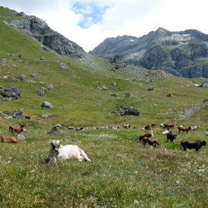 Gressoney (15) Gressoney (15)